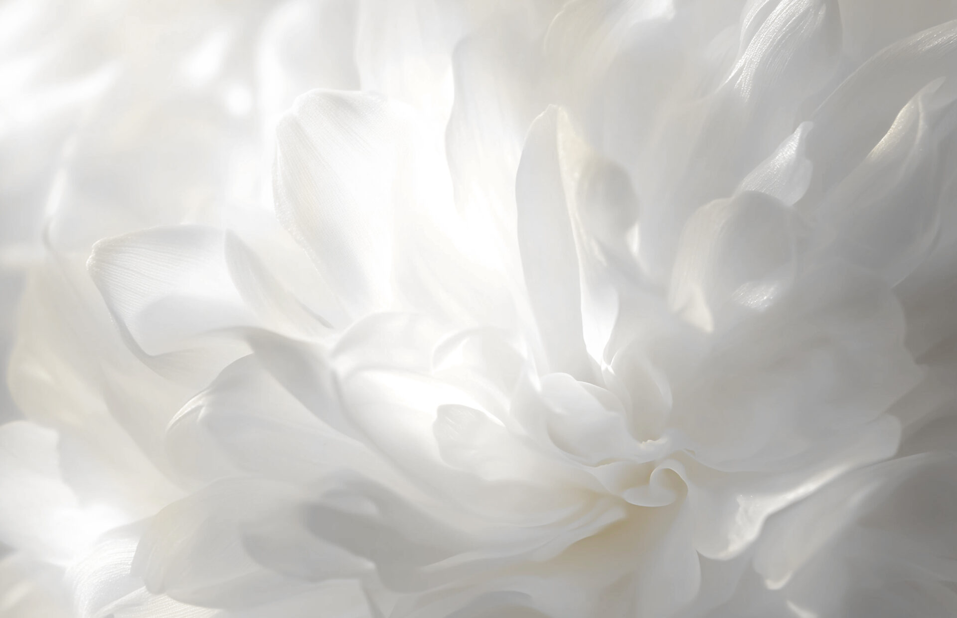 PTN_COY_Texture_Flower_3456x2234