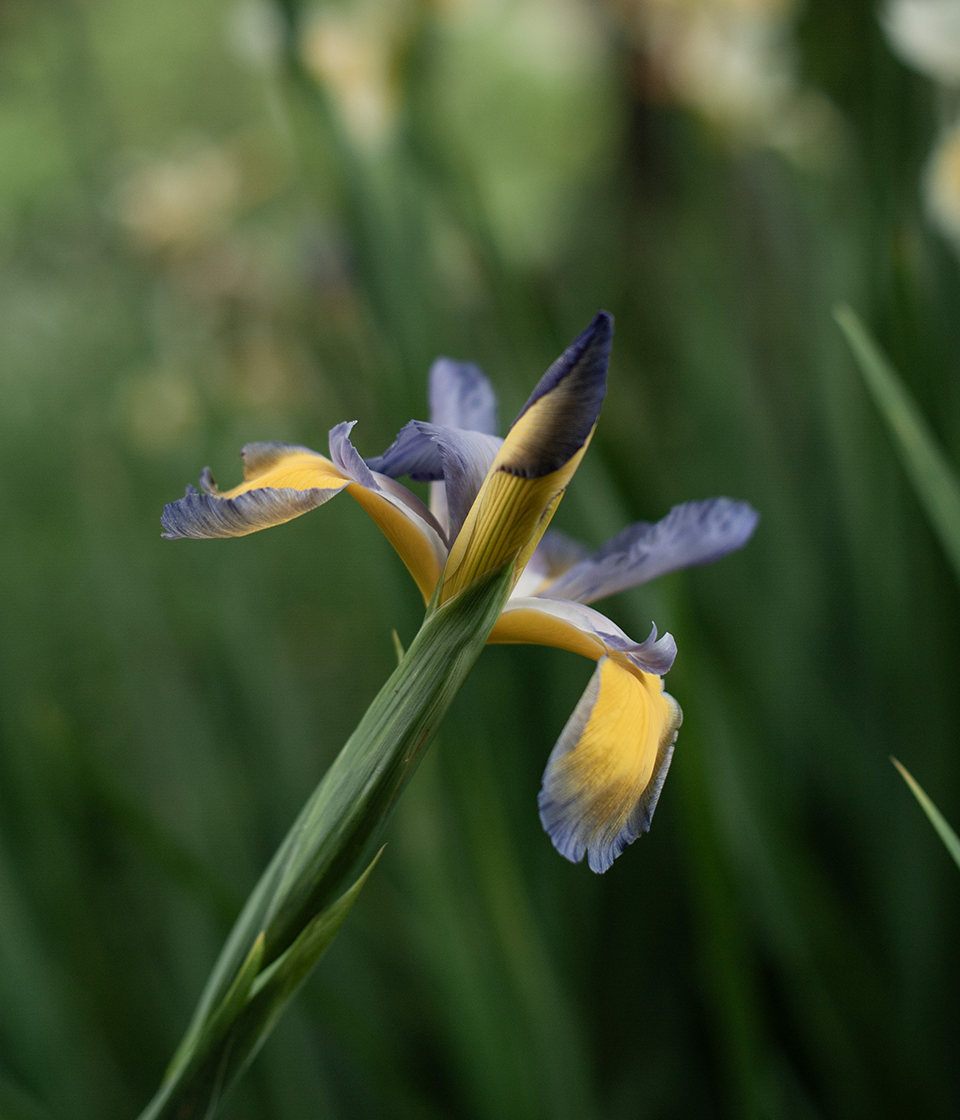 Embleme savoir-faire fleur