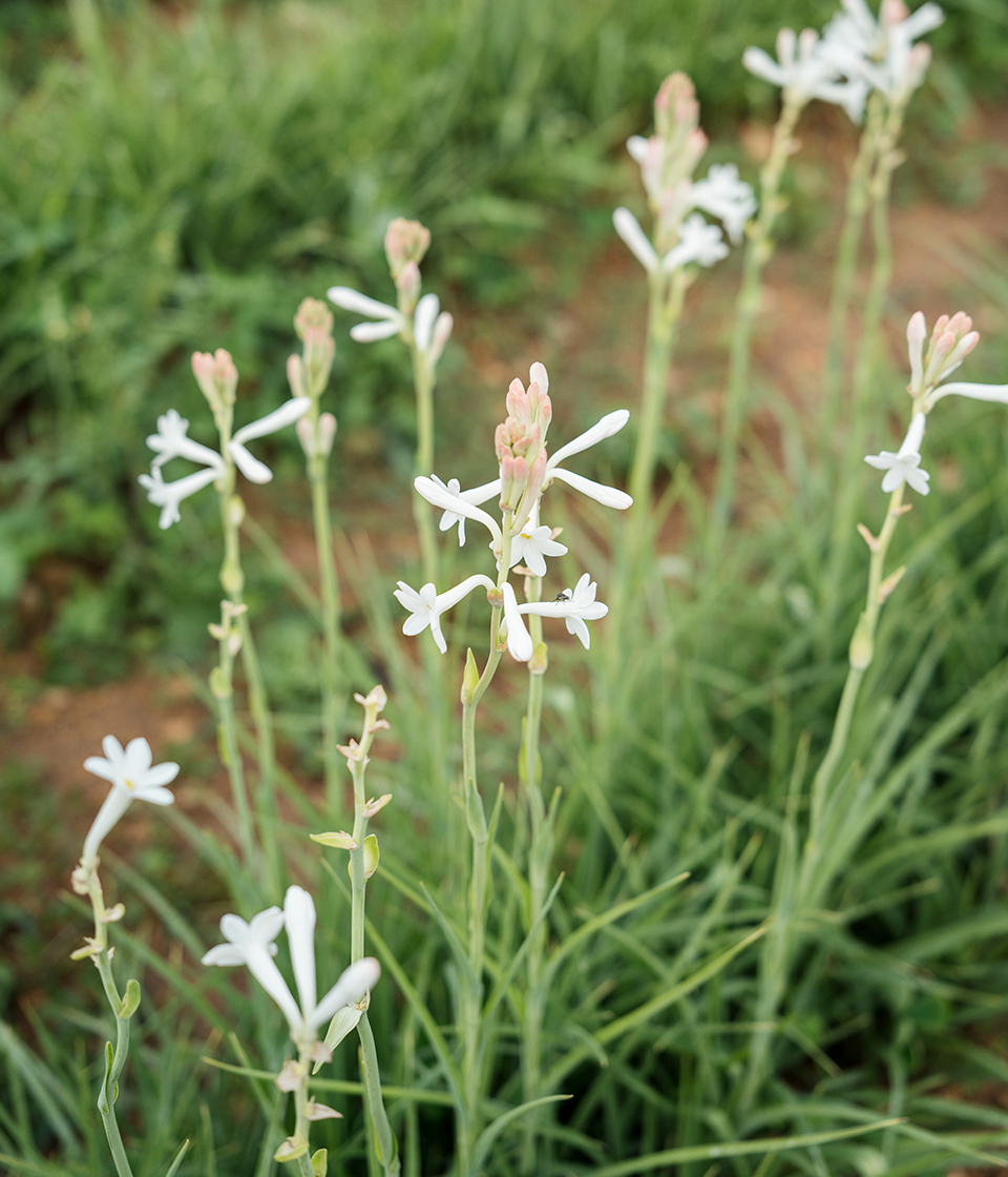 Embleme savoir-faire jasmin